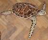 "turtle" by Pat Cardiff boomerang