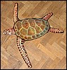 tortue2.jpg