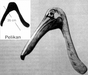 pelikan