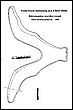 boomerang